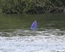 Mick Fields has that sinking feeling! Mick Fields has that sinking feeling!